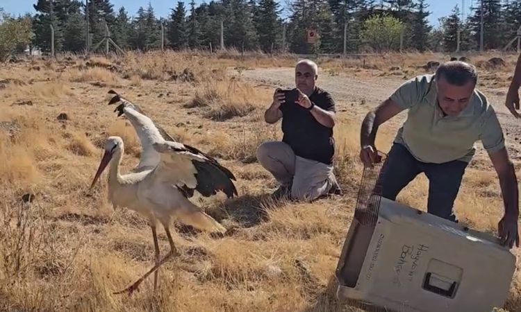 Son Gelişme: Ölen eşinin başında 5 gün boyunca bekleyen leylek tedavisinin ardından doğaya salındı ve Merak Ed