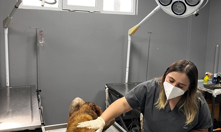 Son Gelişme: Ordu Aybastı'da sahipsiz köpeğin çenesine batan demir parçası çıkarıldı: Gelişmeler Takip Ediliyo