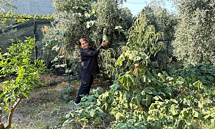 Son Gelişme: Osmaniye'de Demet Demir, atalık tohumları önceki yıl yaklaşık 500 kişiye dağıttı ve Merak Edilenl
