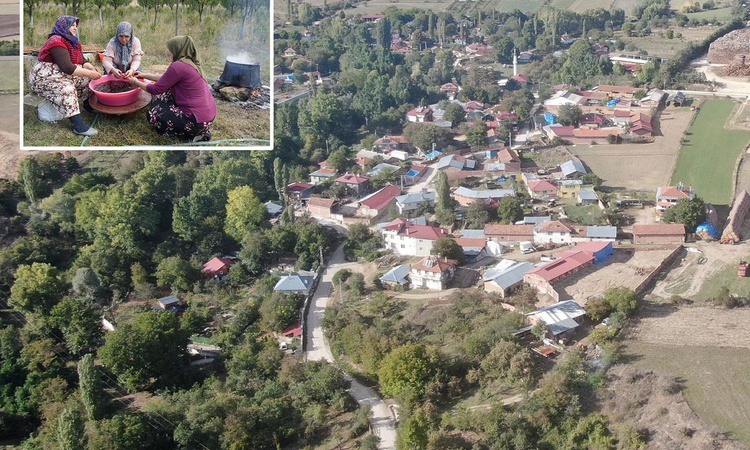 Son Gelişme: Osmanlı mutfağının vazgeçilmez meyvesi üryani eriğinin hasadı resmen start aldı