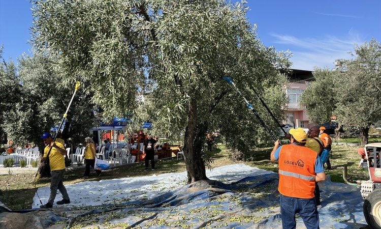 Son Gelişme: Tarsus'ta İyilik Hasadı'nda zeytinlerin geliri lösemili çocuklar için kullanılacak - Son Dakika B