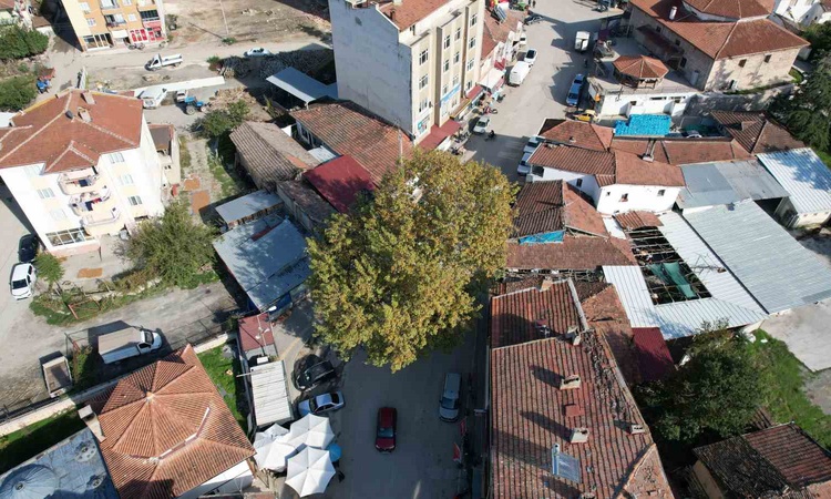 Son Gelişme: Tokat Pazar'da 1884'te dikilen çınar, 2010'da anıt ağaç olarak tescillenip simge oldu