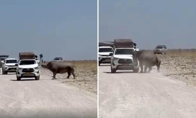 Son Gelişme: Turistlerin yüreği ağzına geldi! Bir tonluk hayvan arabayı parçalıyordu - Son Dakika Bilgileri
