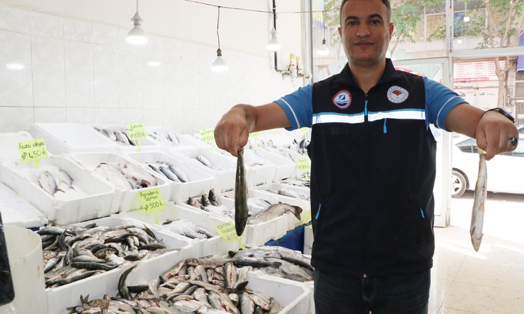 Son Gelişme: Van Gölü'nde inci kefali stokunun bu yıl 7 bin 500 tonu aşması bekleniyor | İşte Tüm Ayrıntılar