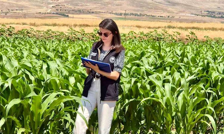 Field work continues in the areas where forage crops are planted in Şuhut - Breaking News