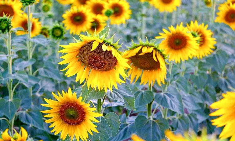 Sunflowers are the yellow wedding dress of the fields - Breaking News