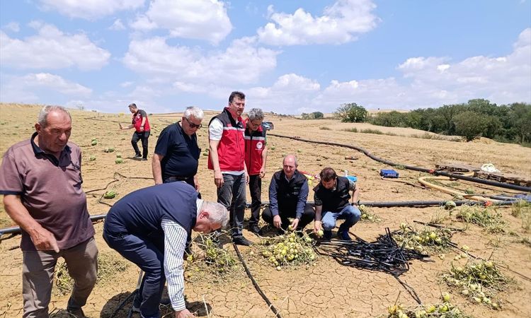 TARSİM General Manager Engürülü examined the agricultural areas damaged by hail in Tekirdağ - Breaking News