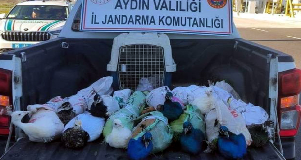 Son Gelişme: Tavuskuşlarını şehirlerarası otobüs ile kaçırırken yakalandılar - Haberleri ve Merak Edilenler