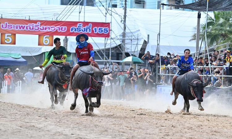 Tayland'ın Chonburi kentinde çeltik hasat sezonu bufalo yarışı festivaliyle kutlandı | İşte Tüm Ayrıntılar