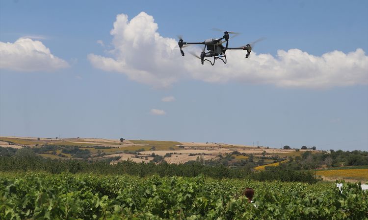 Tekirdağ'da bağlarda dronla ilaçlamanın doğru yöntemi araştırılıyor - Haberleri | İşte Tüm Ayrıntılar