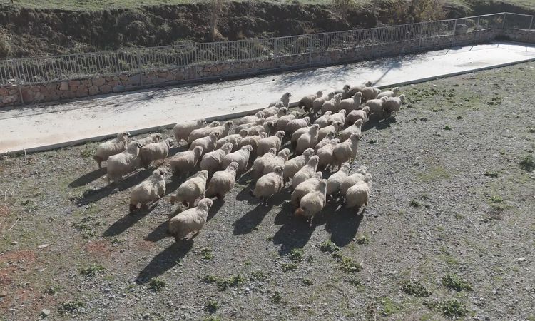 Son Gelişme: TOGÜ Rektörü Yılmaz: Tescilli Karayaka ırkını geleceğe taşıyoruz - Son Dakika - Son Dakika Bilgil