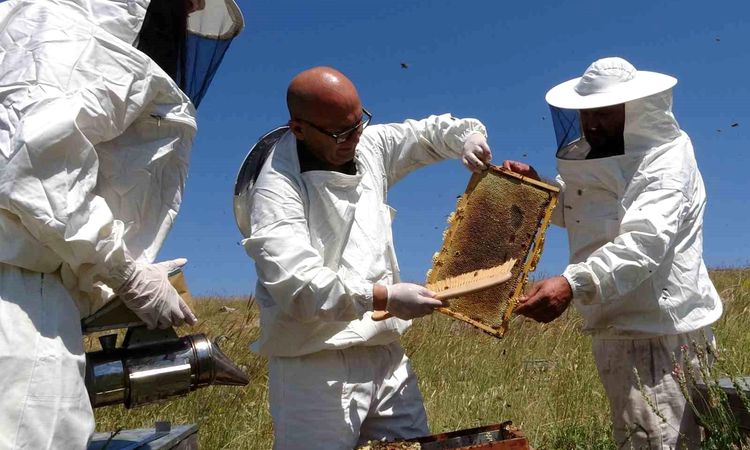 Bountiful harvest in Toroslar: Honeycombs overflow with honey in Eğriçayır Yaylası