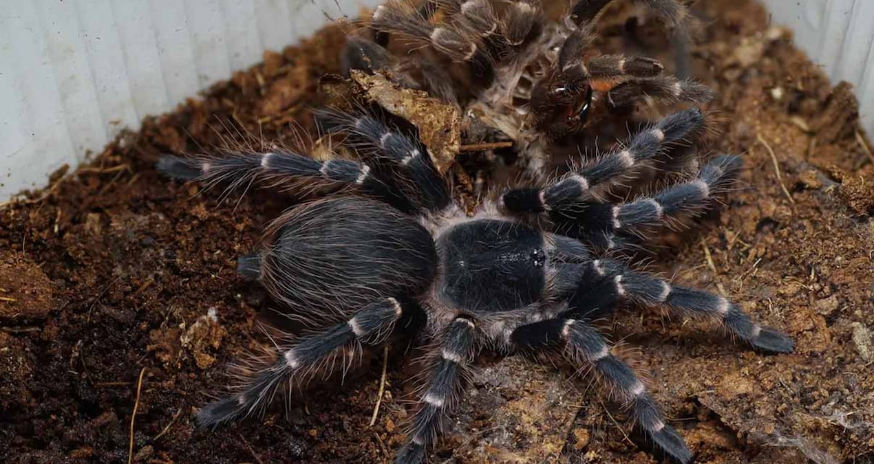 Trende 20 tarantulayı unuttu - En Son Haber: Gelişmeler Takip Ediliyor