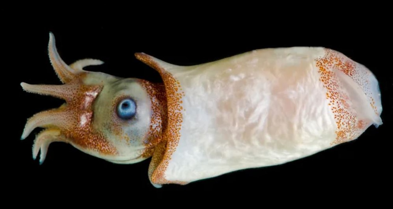 Trillions of them move to feed: They rise from the bottom of the sea - Latest News