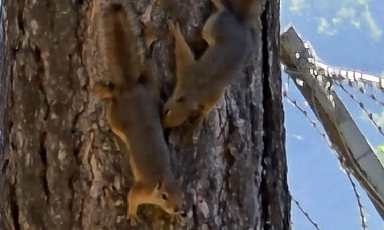 Cute looks of squirrels in Tunceli - Breaking News