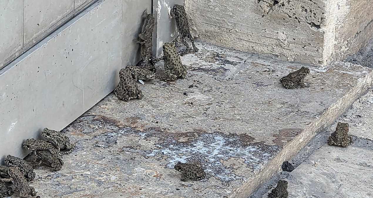Türkiye is experiencing strange days: Frogs invaded after the rain - Latest News