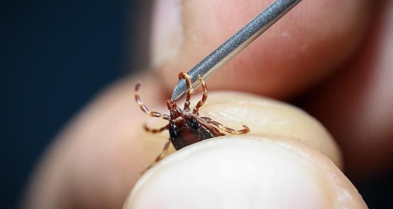 He removed the tick stuck to his body, died 4 days later - Latest News