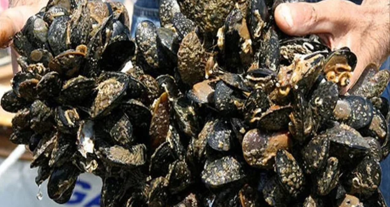 3 tons of poached mussels were caught in Yalova - Breaking News