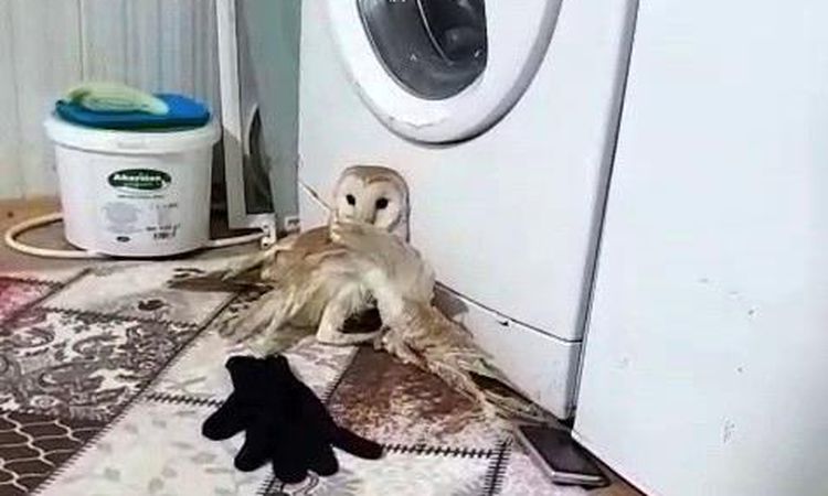 Injured owl was treated - News
