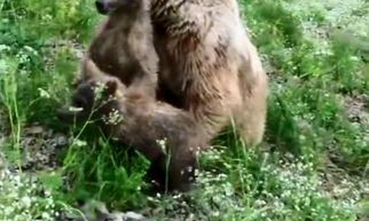 Cute looks of baby bears on drone camera - News