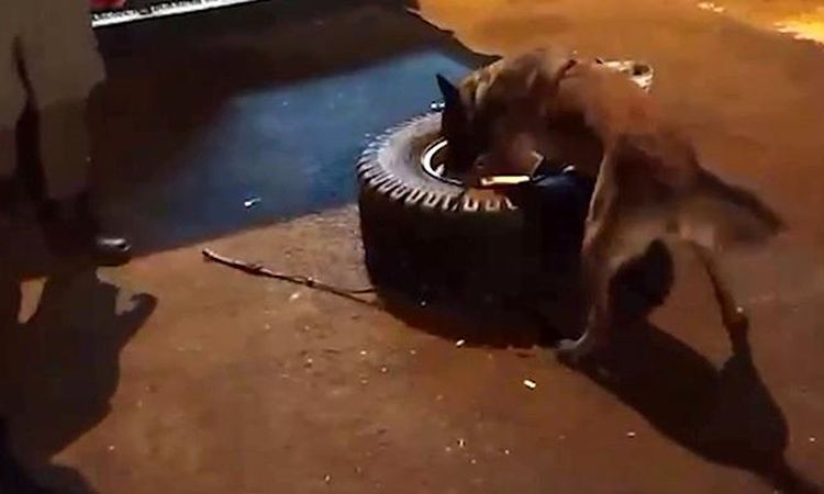 'Jardi' Finds Drugs Stashed in Spare Tire