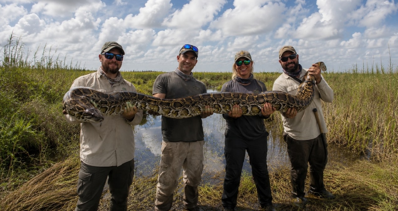 They started a competition against snake invasion: They will pay money to those who catch giant pythons - News