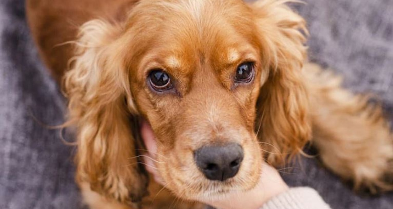 It has been called color blind for years: This is how dogs actually see the world - Last Minute