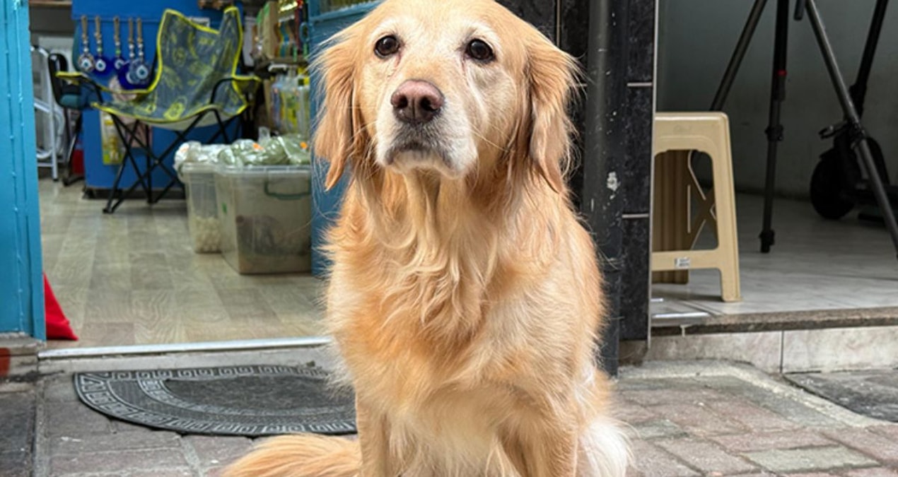 Ayrıntılar Netleşti: Yıllardır titreyen köpek bakın nasıl iyileşti - Son Dakika Haberleri ve Merak Edilenler