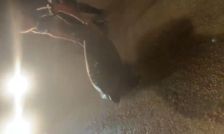 Ayrıntılar Netleşti: Yolunu şaşıran caretta carettayı kucağına alıp denize kavuşturdu - Son Dakika: Gelişmeler