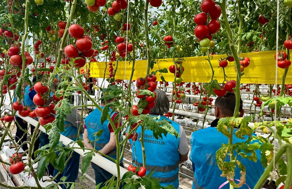 Obliged parties will participate in production through greenhouse vegetable cultivation - Last Minute