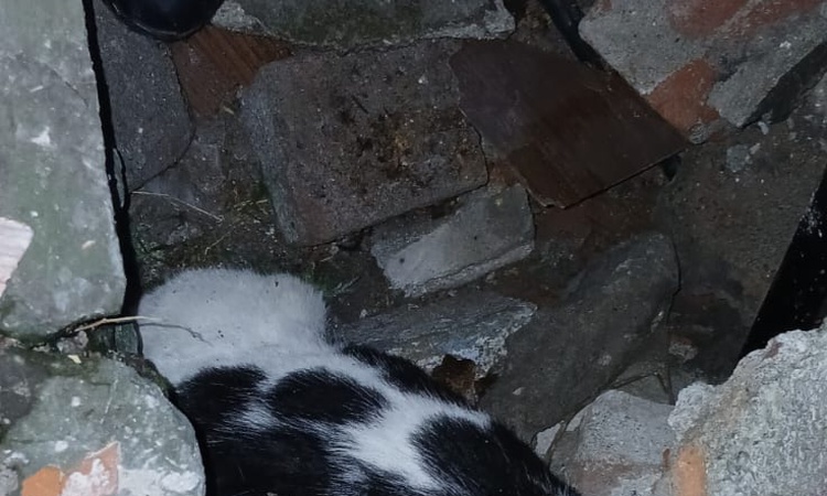 Zonguldak'ta 6 gün önce çöken binanın enkazında sıkışan kedi yaralı kurtarıldı